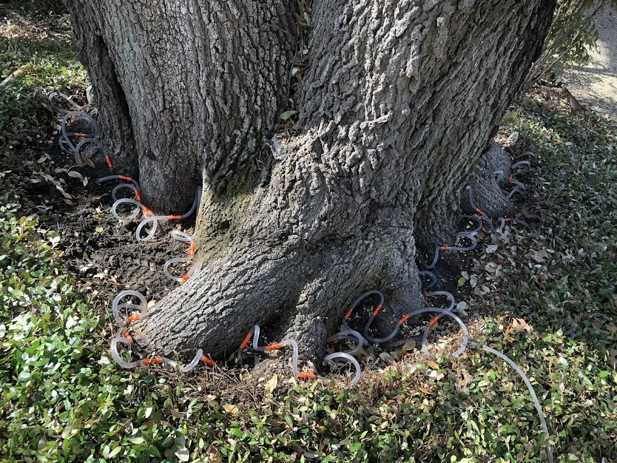 Detailed Tree Cabling and Bracing job site in Central Point